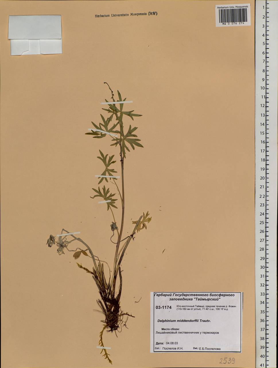 Delphinium cheilanthum Fisch. ex DC., Siberia, Central Siberia (S3) (Russia)