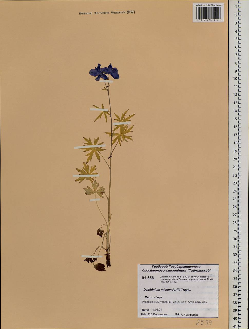 Delphinium cheilanthum Fisch. ex DC., Siberia, Central Siberia (S3) (Russia)