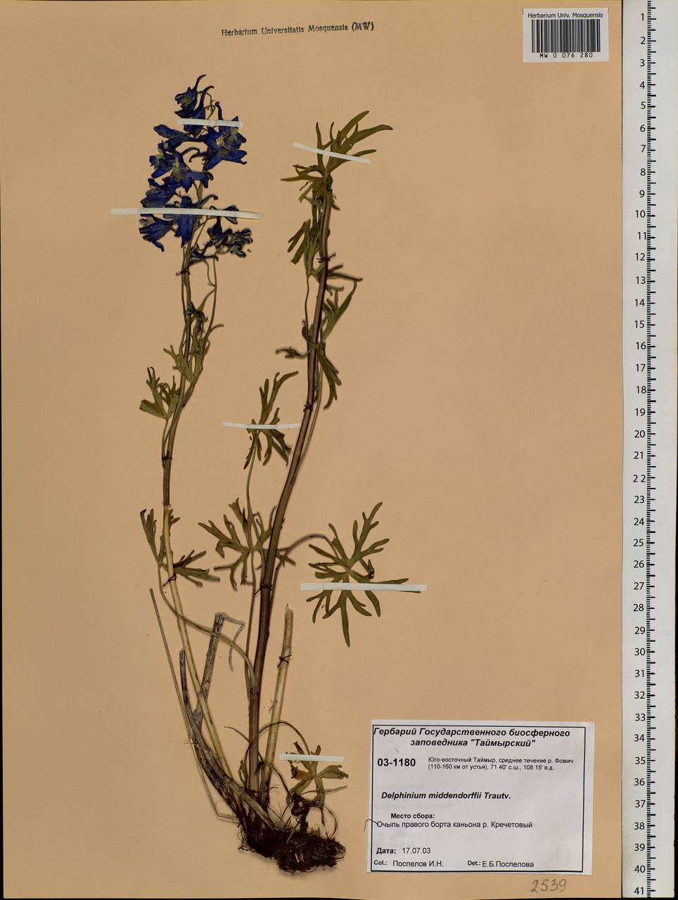 Delphinium cheilanthum Fisch. ex DC., Siberia, Central Siberia (S3) (Russia)