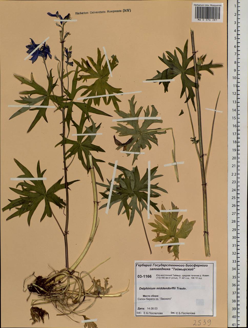 Delphinium cheilanthum Fisch. ex DC., Siberia, Central Siberia (S3) (Russia)