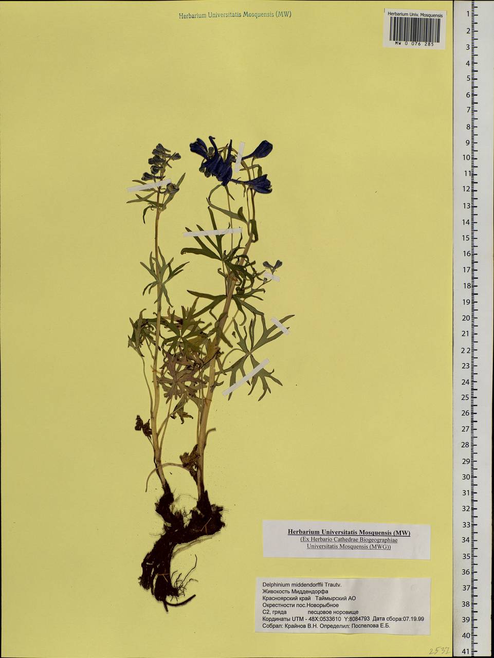 Delphinium cheilanthum Fisch. ex DC., Siberia, Central Siberia (S3) (Russia)