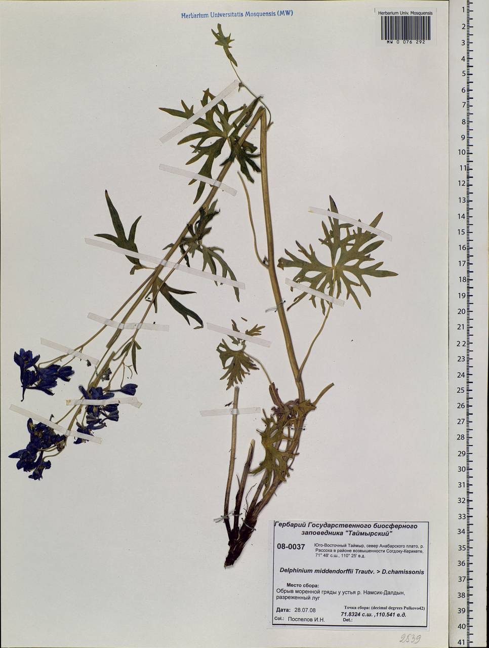 Delphinium cheilanthum Fisch. ex DC., Siberia, Central Siberia (S3) (Russia)