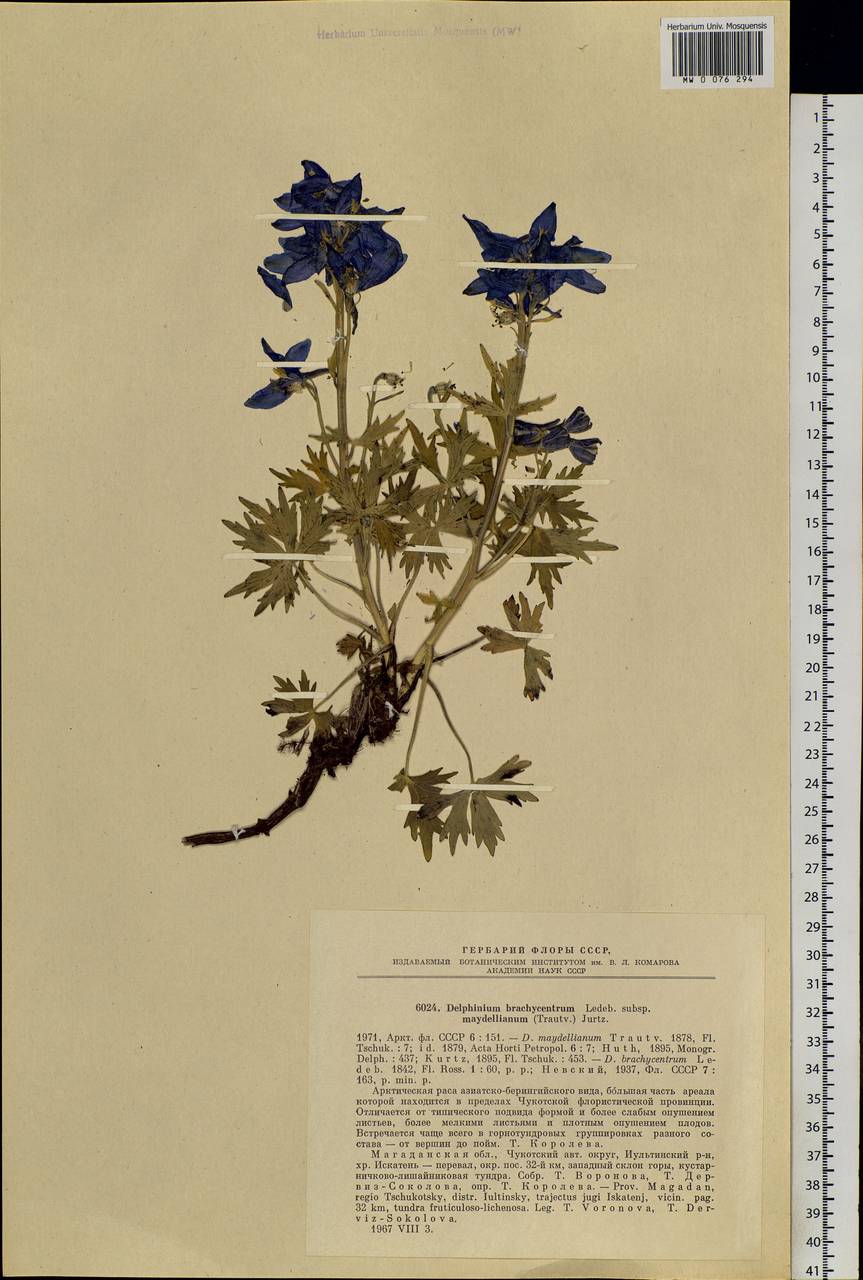 Delphinium brachycentrum Ledeb., Siberia, Chukotka & Kamchatka (S7) (Russia)