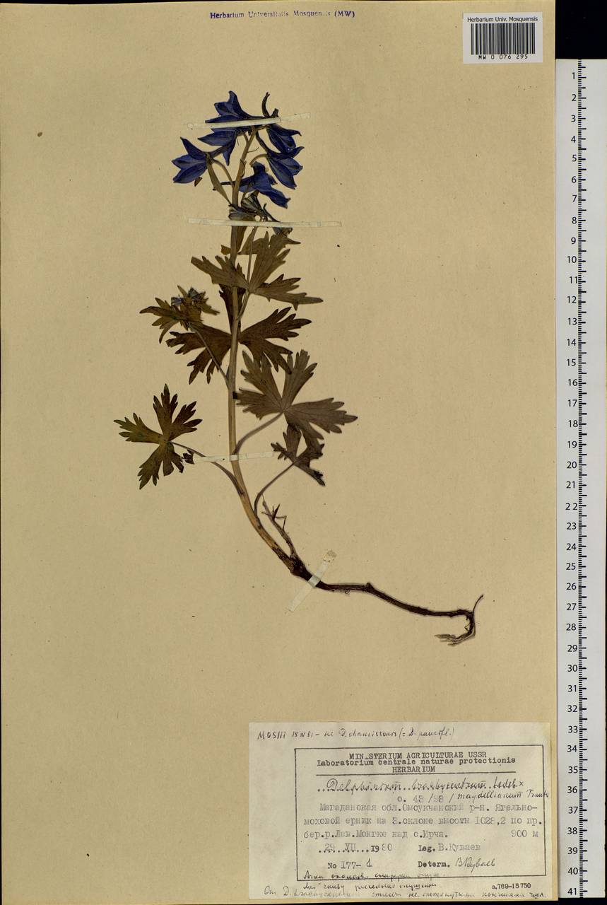 Delphinium brachycentrum Ledeb., Siberia, Chukotka & Kamchatka (S7) (Russia)