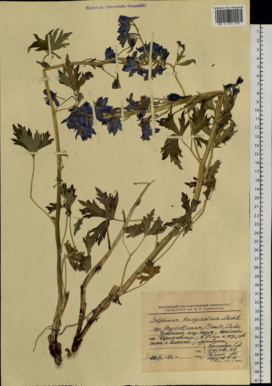 Delphinium brachycentrum Ledeb., Siberia, Chukotka & Kamchatka (S7) (Russia)