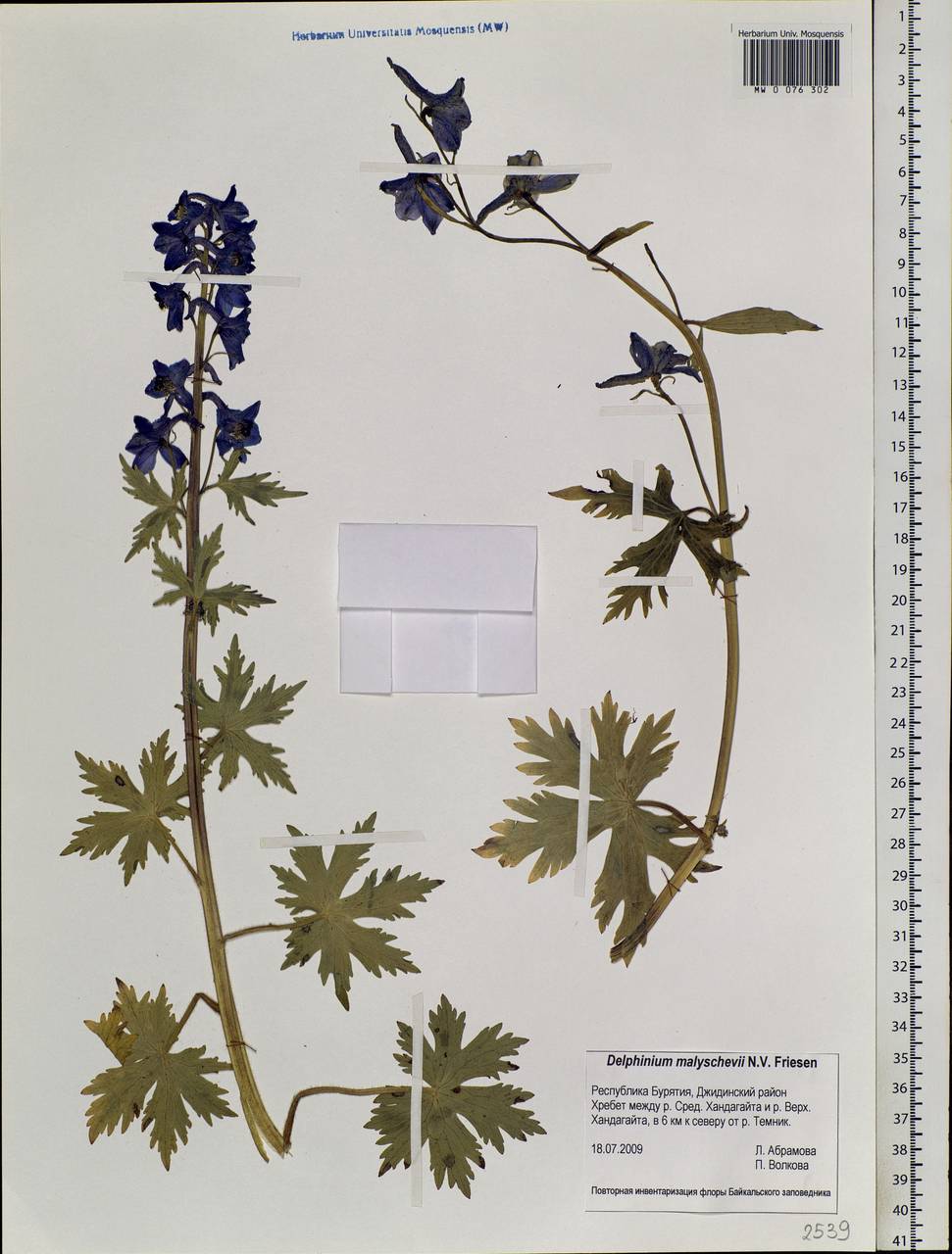 Delphinium malyschevii N.Friesen, Siberia, Baikal & Transbaikal region (S4) (Russia)