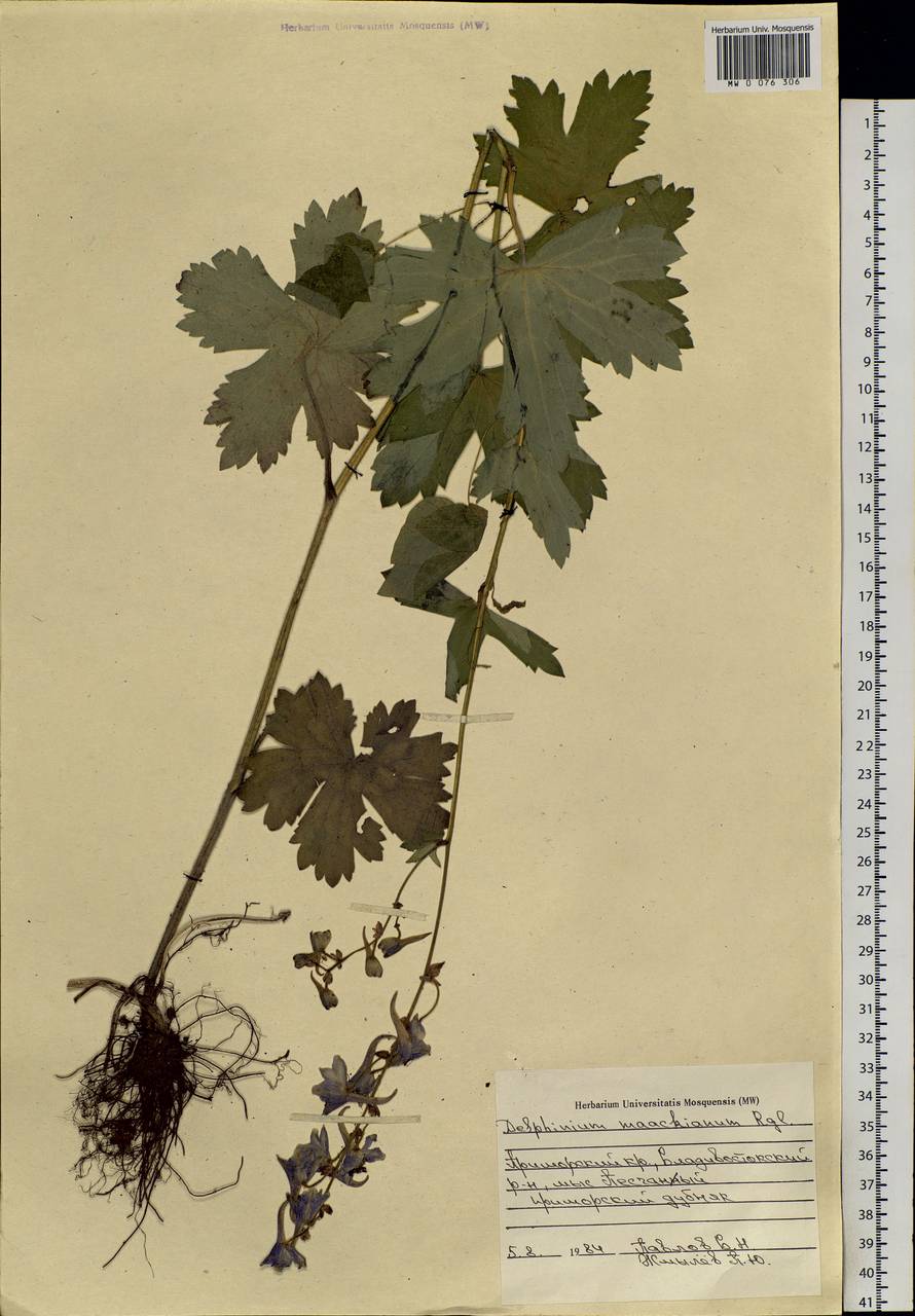 Delphinium maackianum Regel, Siberia, Russian Far East (S6) (Russia)