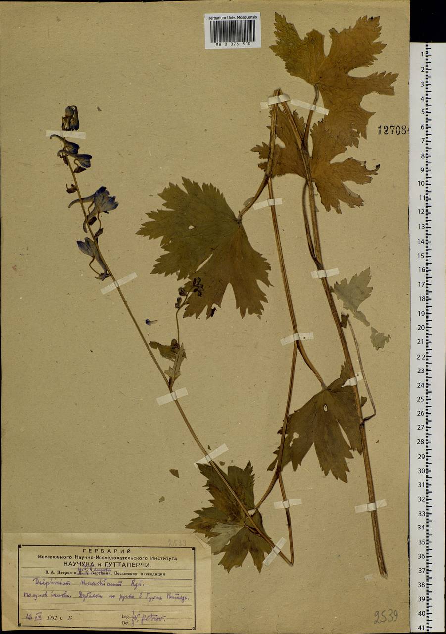 Delphinium maackianum Regel, Siberia, Russian Far East (S6) (Russia)