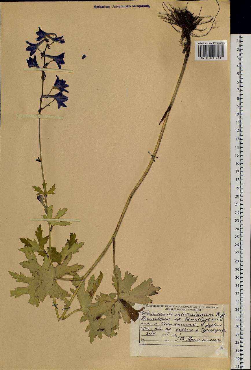 Delphinium maackianum Regel, Siberia, Russian Far East (S6) (Russia)