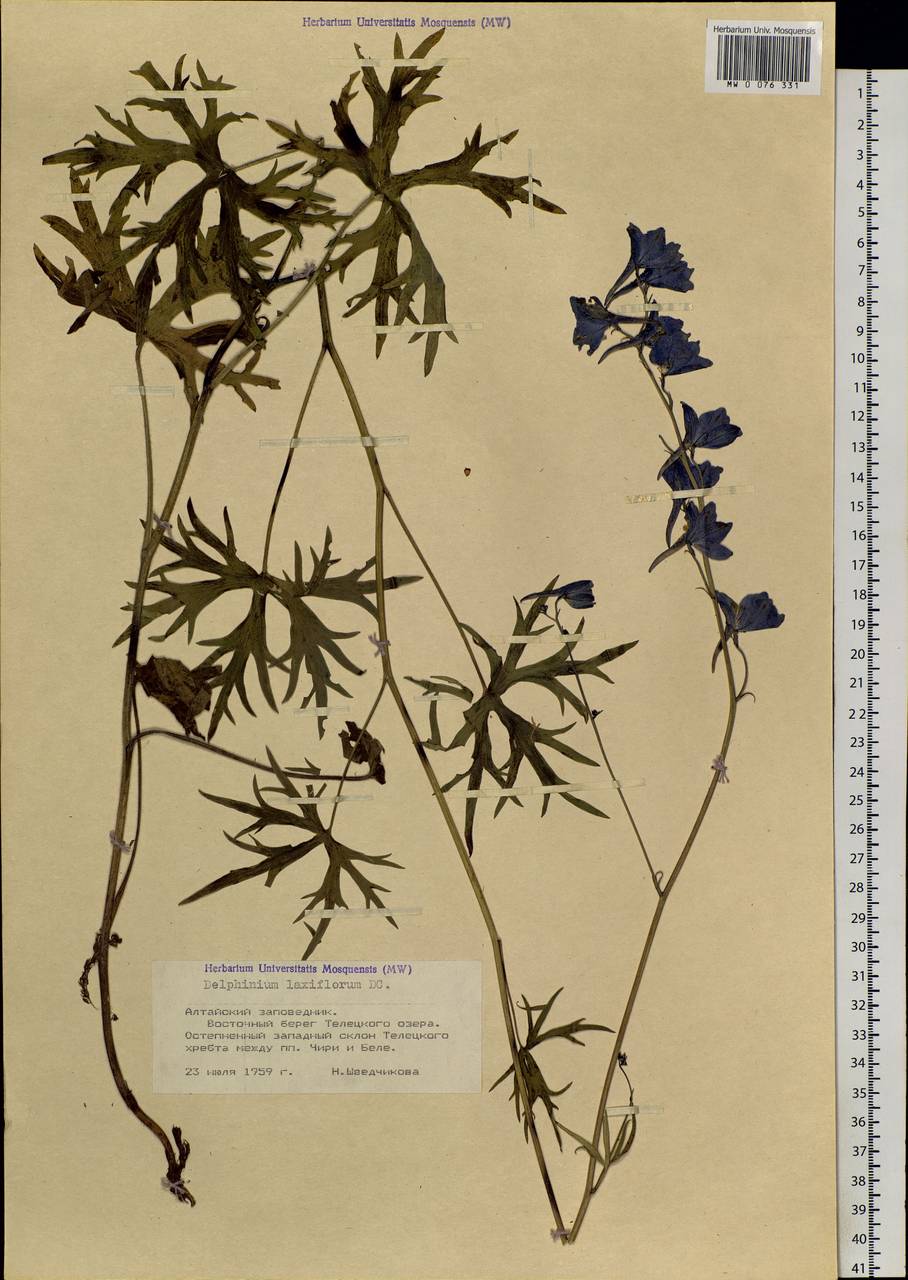 Delphinium laxiflorum DC., Siberia, Altai & Sayany Mountains (S2) (Russia)