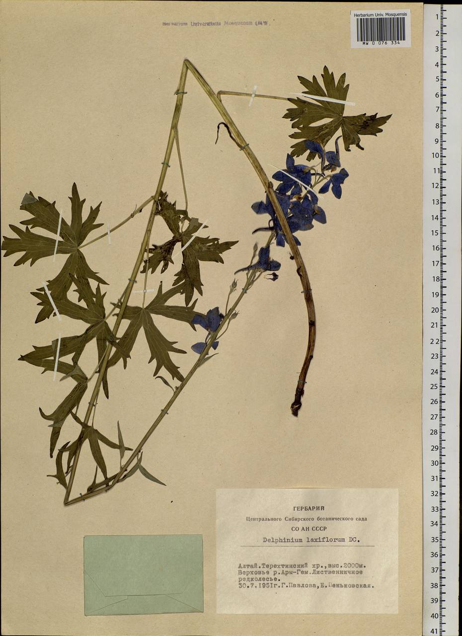 Delphinium laxiflorum DC., Siberia, Altai & Sayany Mountains (S2) (Russia)