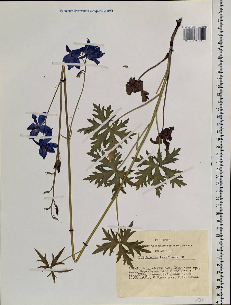 Delphinium laxiflorum DC., Siberia, Altai & Sayany Mountains (S2) (Russia)