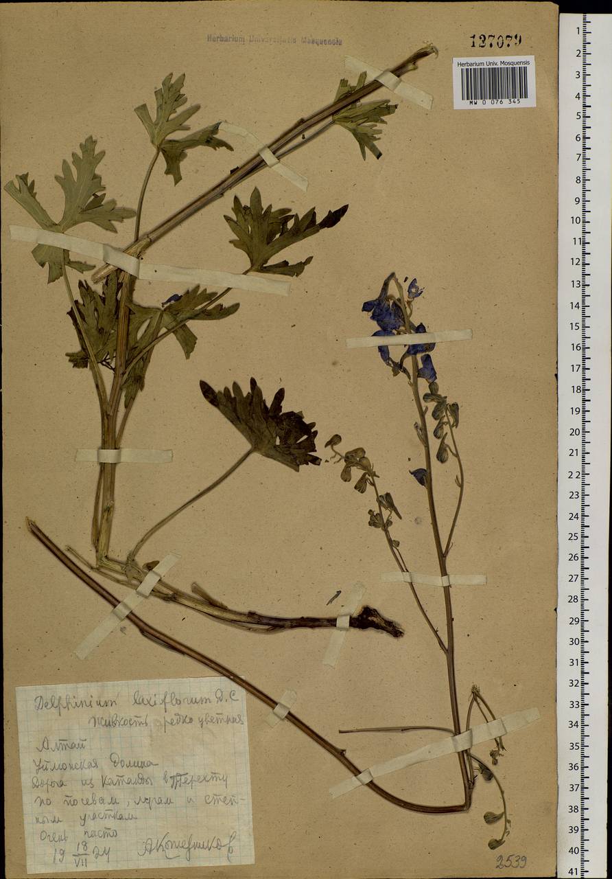 Delphinium laxiflorum DC., Siberia, Altai & Sayany Mountains (S2) (Russia)