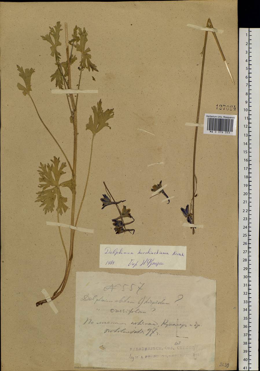 Delphinium crassifolium Schrad. ex Spreng., Siberia, Baikal & Transbaikal region (S4) (Russia)