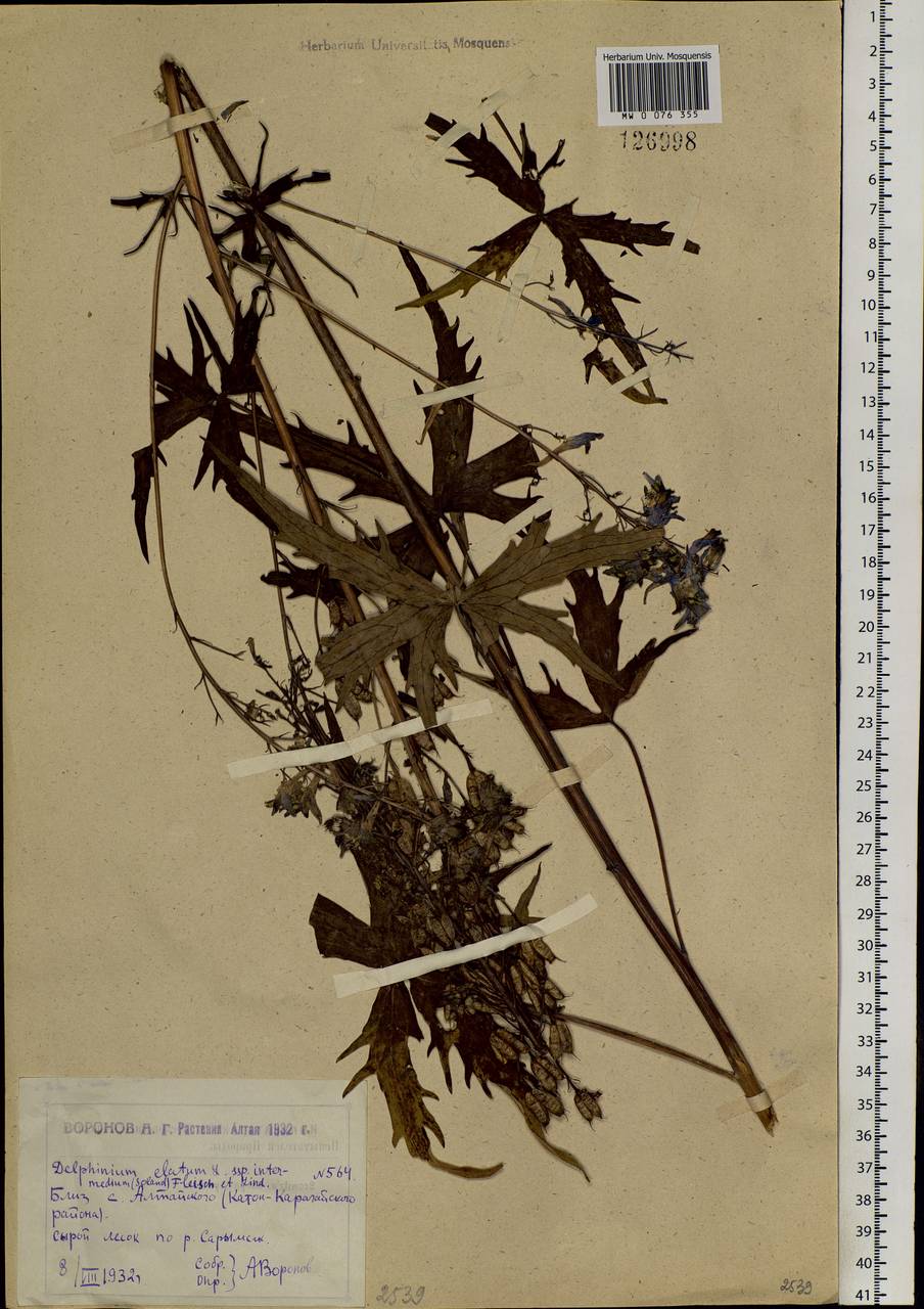 Delphinium elatum subsp. elatum, Siberia, Western (Kazakhstan) Altai Mountains (S2a) (Kazakhstan)