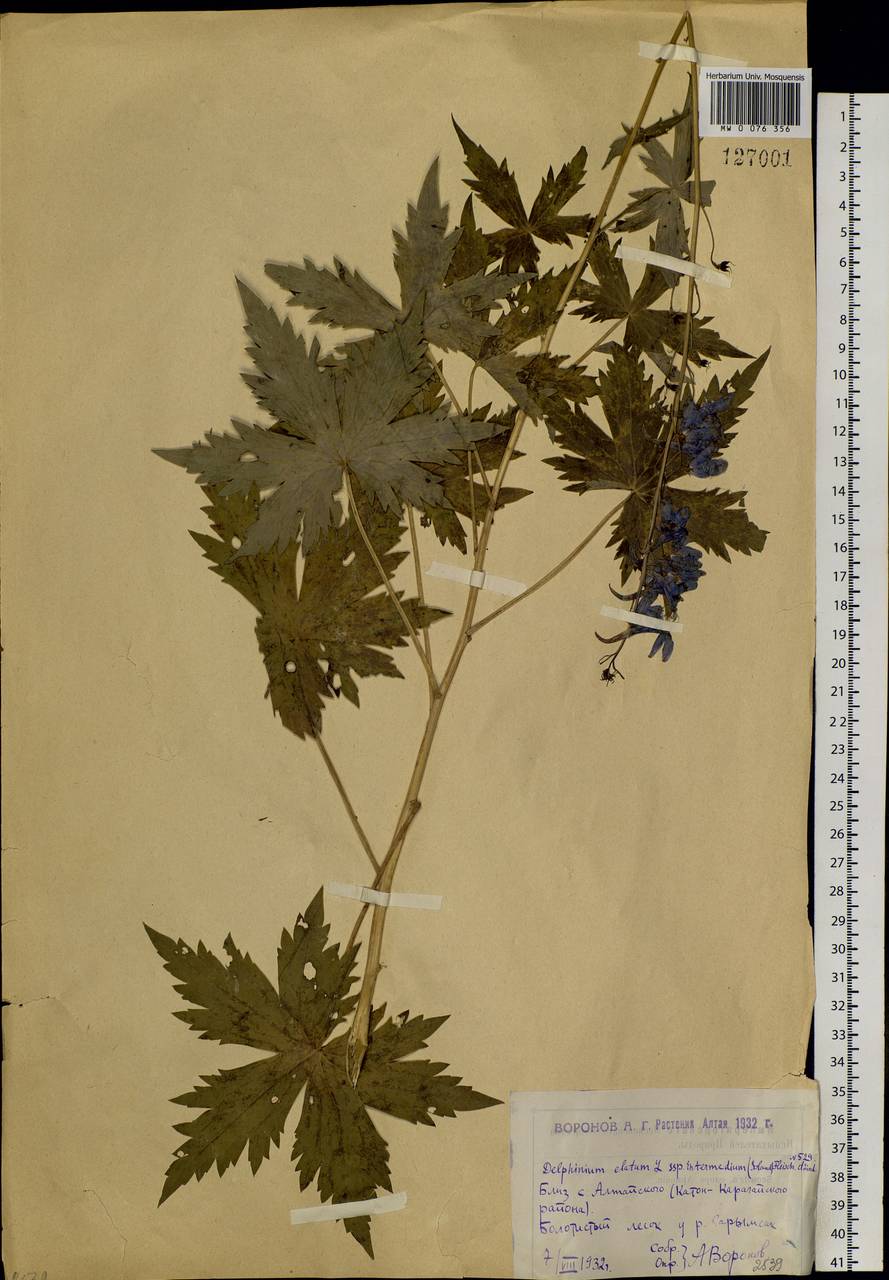 Delphinium elatum subsp. elatum, Siberia, Western (Kazakhstan) Altai Mountains (S2a) (Kazakhstan)