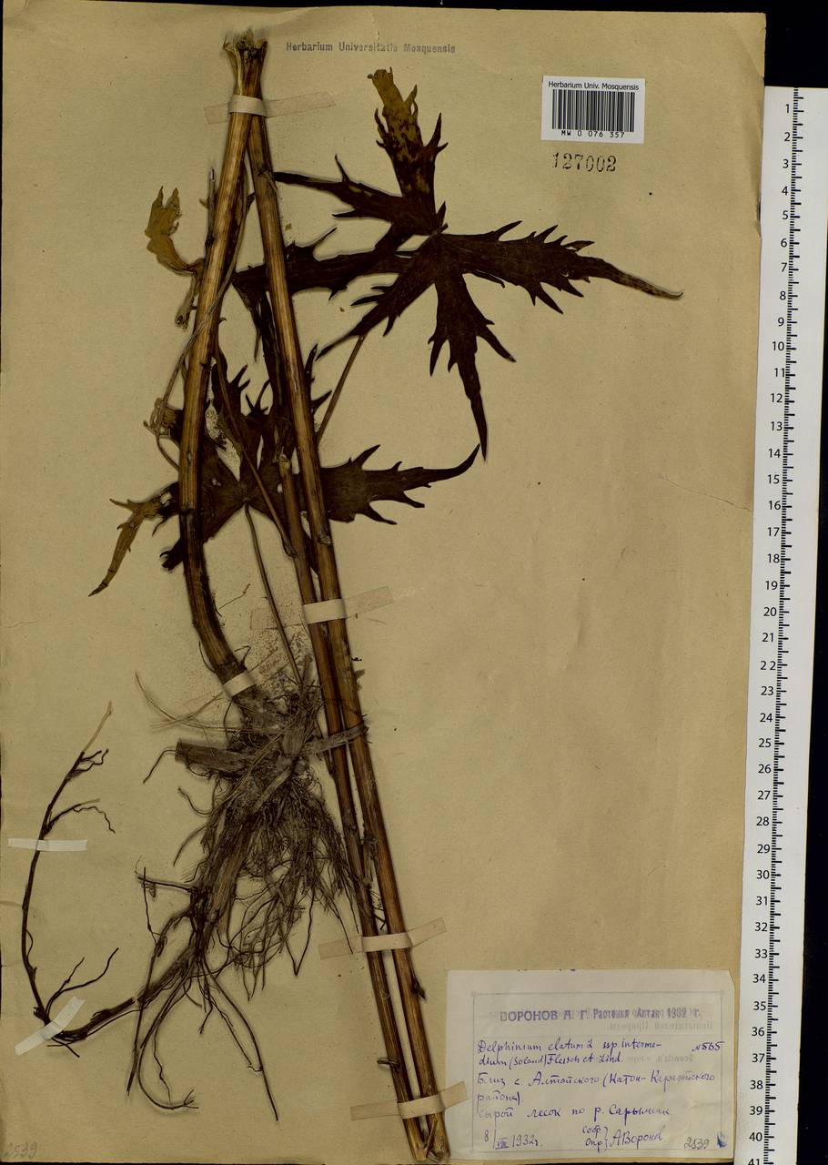 Delphinium elatum subsp. elatum, Siberia, Western (Kazakhstan) Altai Mountains (S2a) (Kazakhstan)