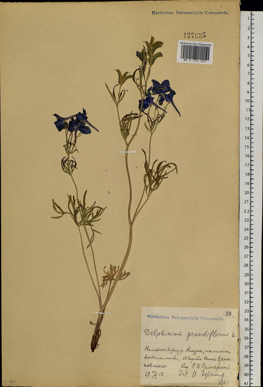 Delphinium grandiflorum L., Siberia, Russian Far East (S6) (Russia)