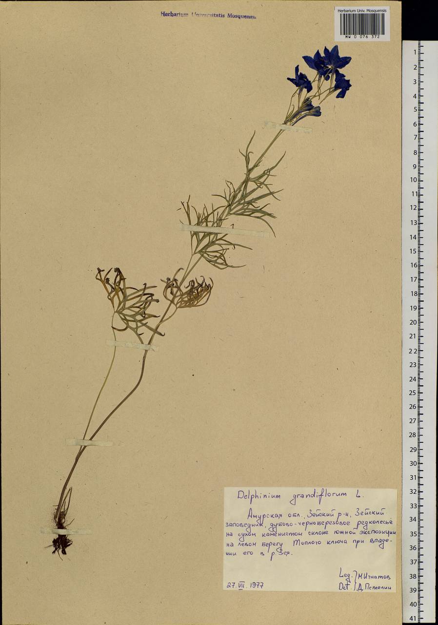 Delphinium grandiflorum L., Siberia, Russian Far East (S6) (Russia)