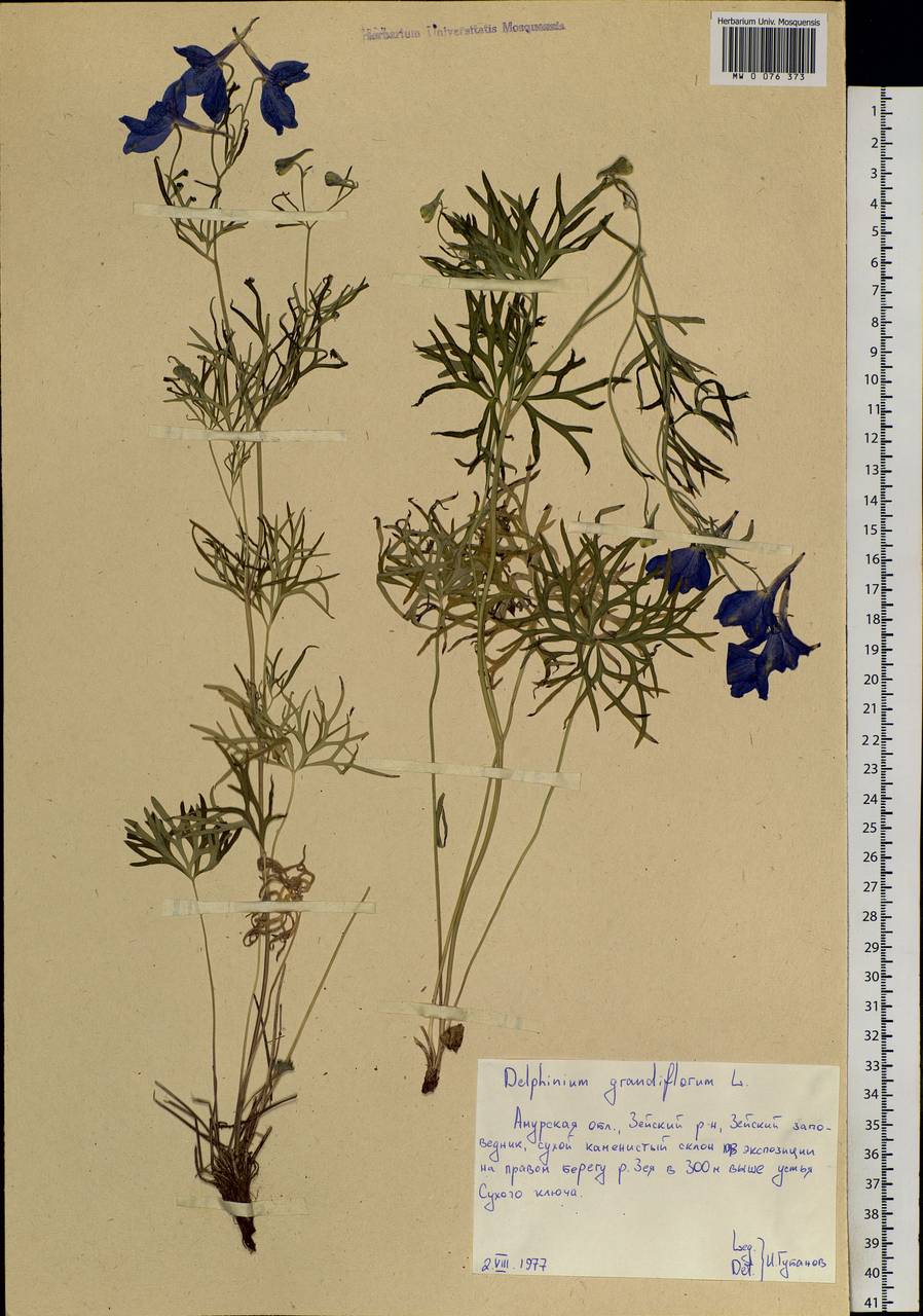 Delphinium grandiflorum L., Siberia, Russian Far East (S6) (Russia)