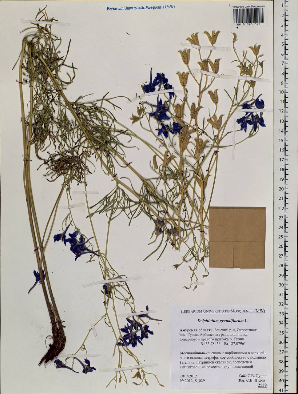 Delphinium grandiflorum L., Siberia, Russian Far East (S6) (Russia)