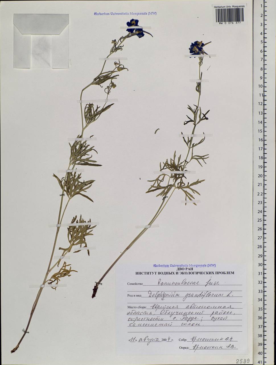 Delphinium grandiflorum L., Siberia, Russian Far East (S6) (Russia)