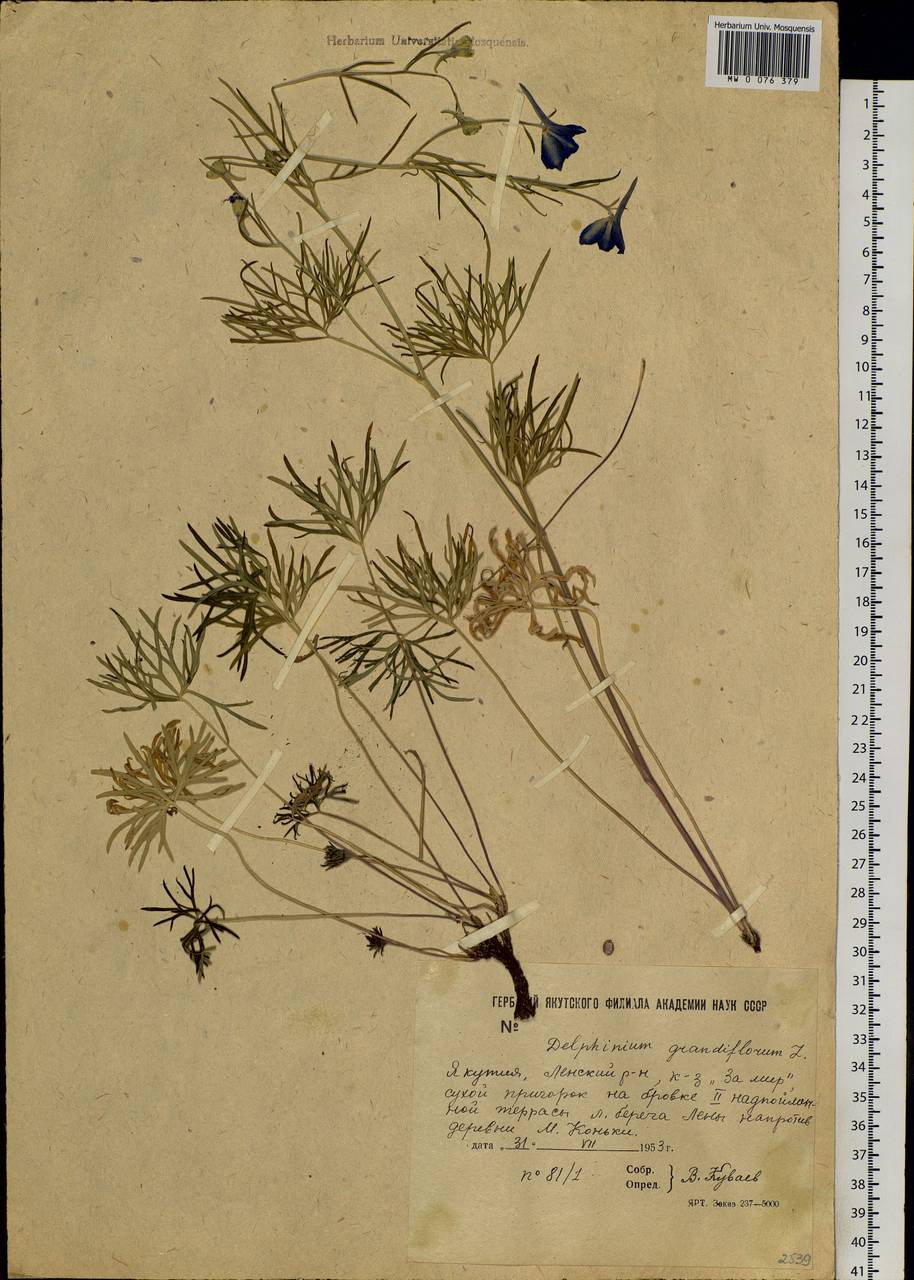 Delphinium grandiflorum L., Siberia, Yakutia (S5) (Russia)