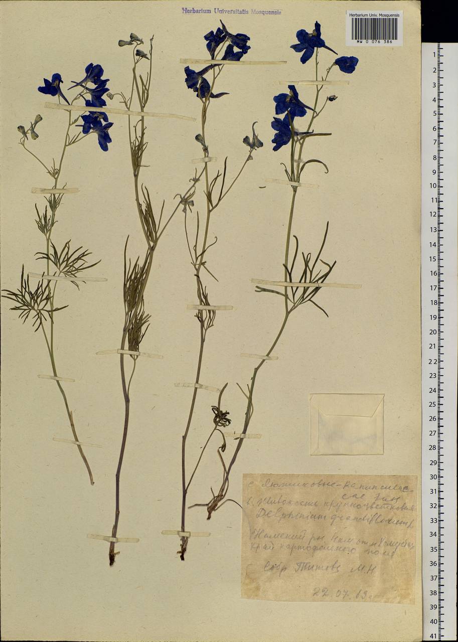 Delphinium grandiflorum L., Siberia, Yakutia (S5) (Russia)