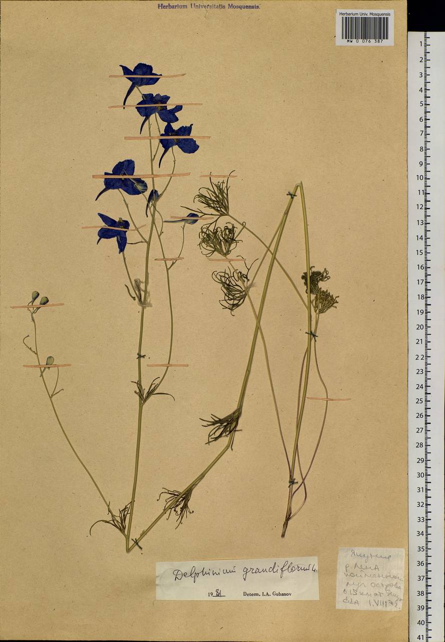 Delphinium grandiflorum L., Siberia, Yakutia (S5) (Russia)