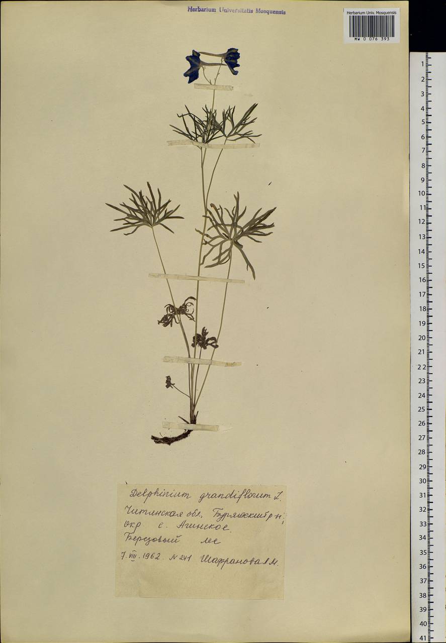 Delphinium grandiflorum L., Siberia, Baikal & Transbaikal region (S4) (Russia)