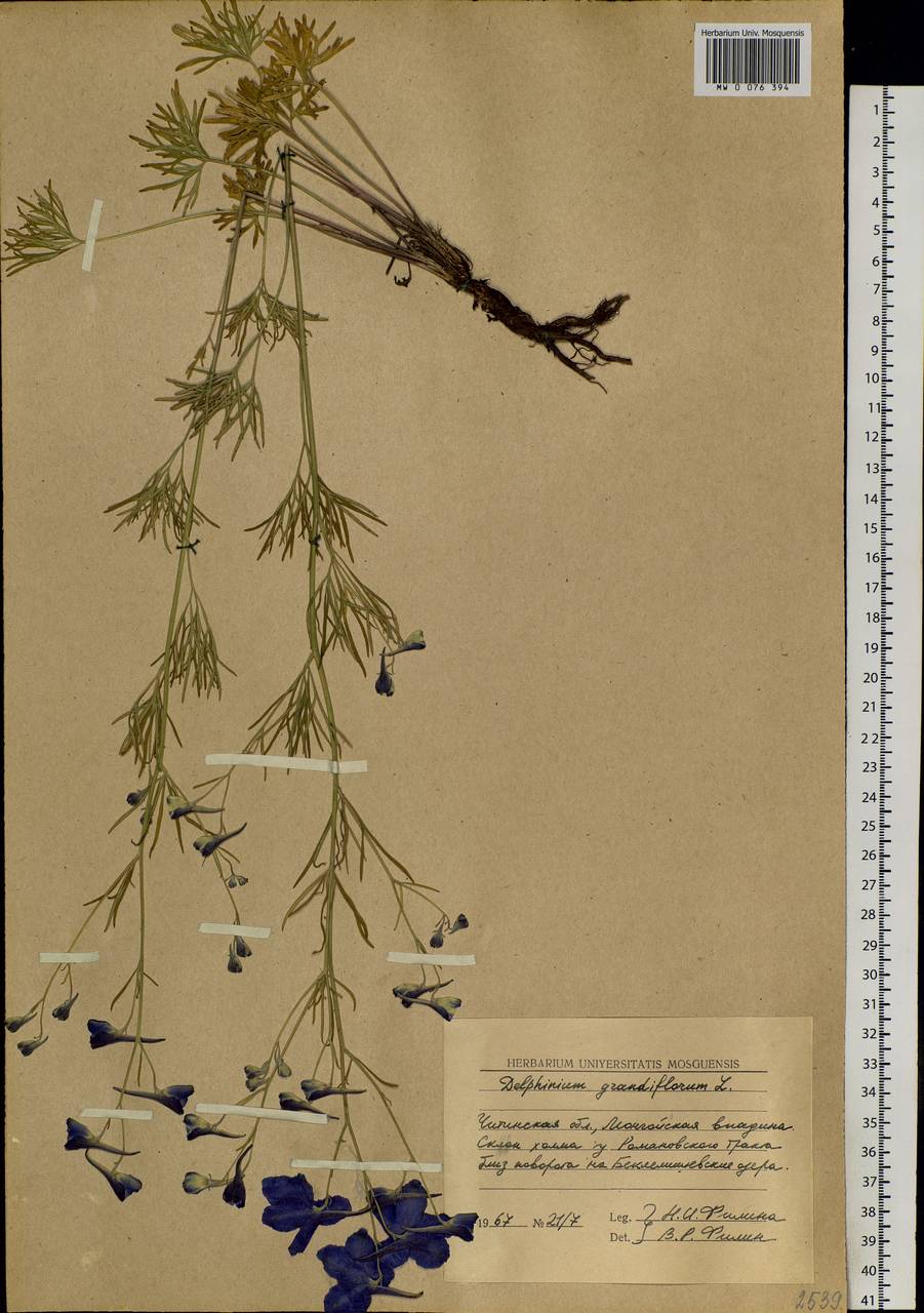 Delphinium grandiflorum L., Siberia, Baikal & Transbaikal region (S4) (Russia)