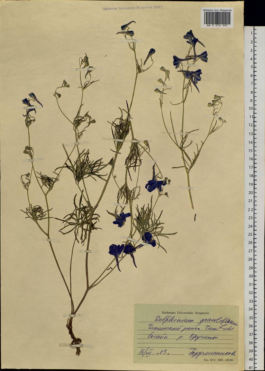 Delphinium grandiflorum L., Siberia, Baikal & Transbaikal region (S4) (Russia)