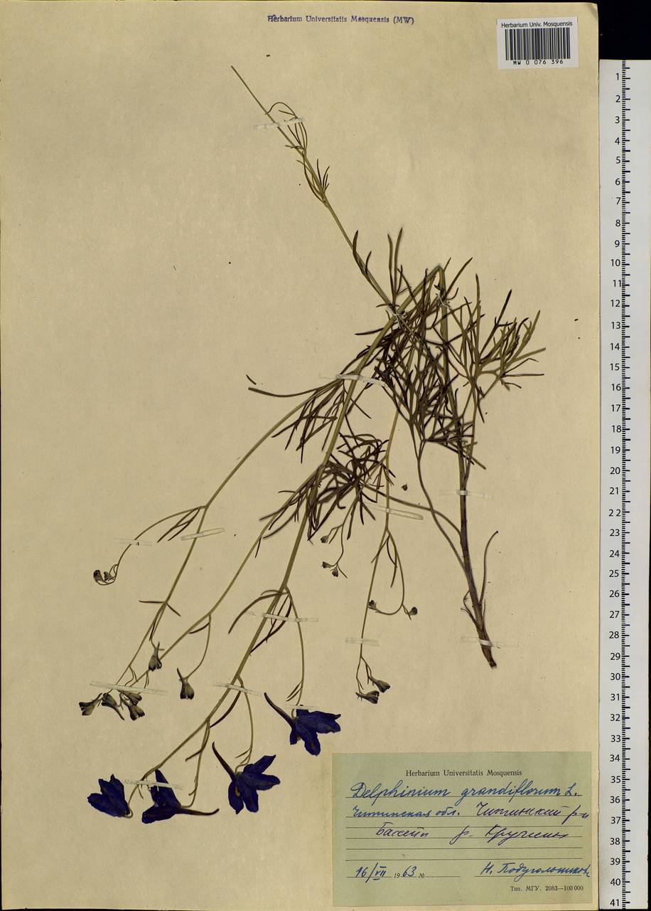 Delphinium grandiflorum L., Siberia, Baikal & Transbaikal region (S4) (Russia)