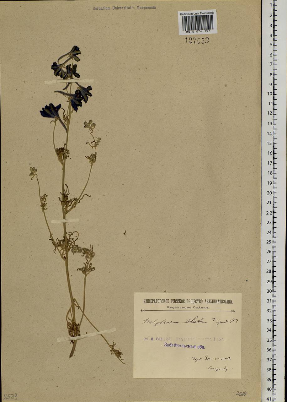 Delphinium grandiflorum L., Siberia, Baikal & Transbaikal region (S4) (Russia)