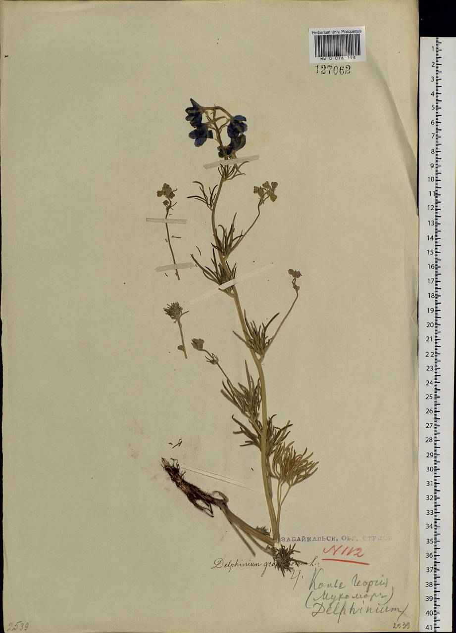 Delphinium grandiflorum L., Siberia, Baikal & Transbaikal region (S4) (Russia)