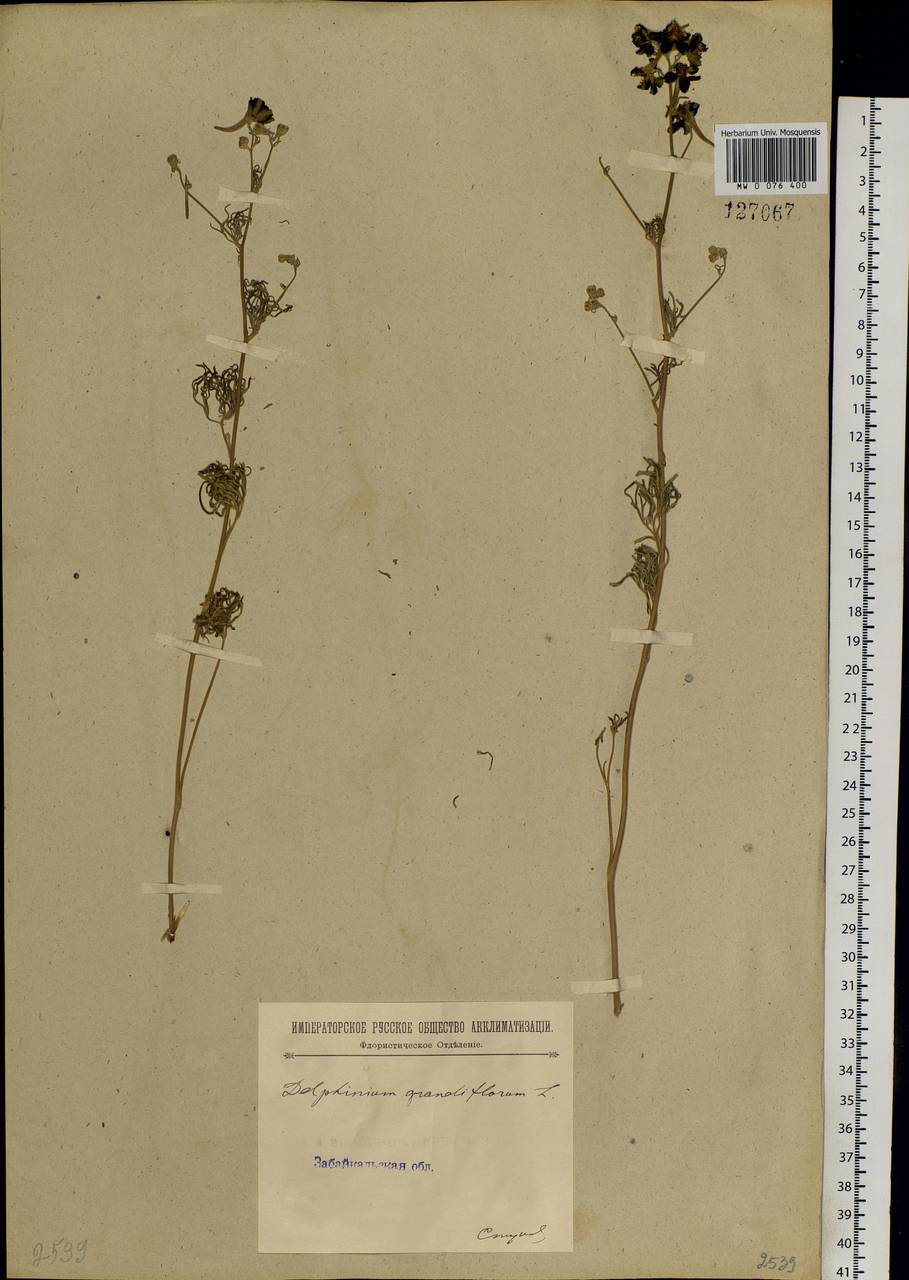 Delphinium grandiflorum L., Siberia, Baikal & Transbaikal region (S4) (Russia)