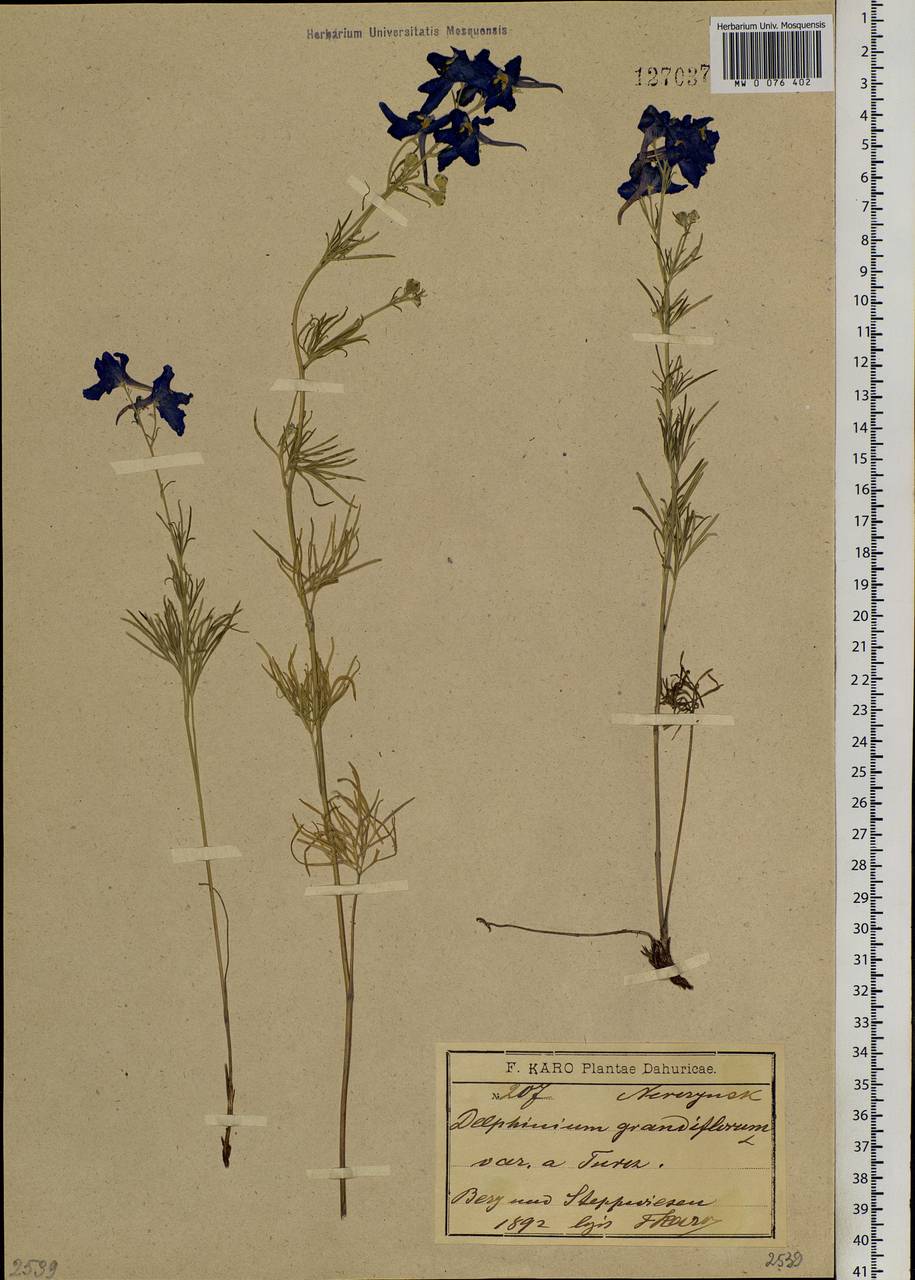 Delphinium grandiflorum L., Siberia, Baikal & Transbaikal region (S4) (Russia)