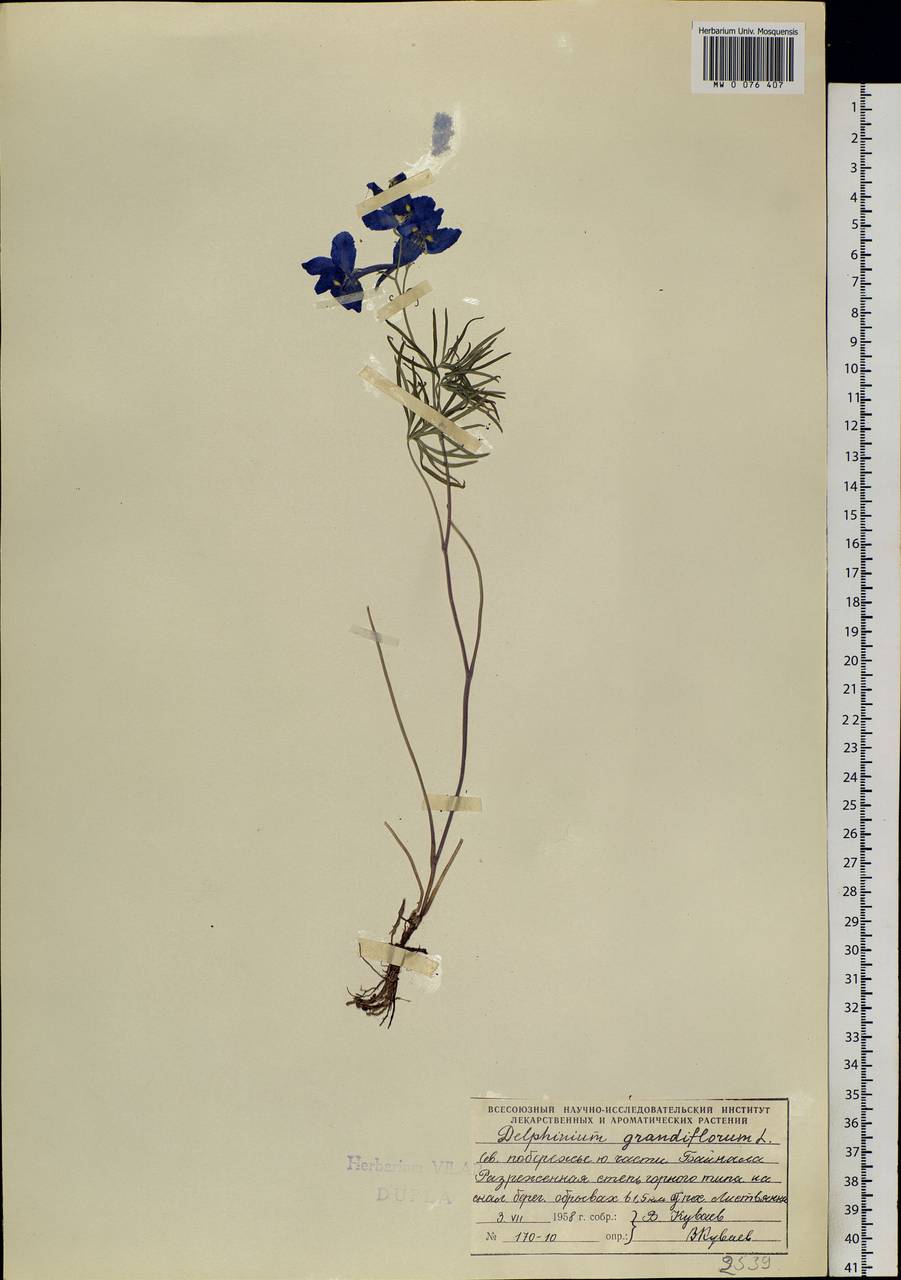 Delphinium grandiflorum L., Siberia, Baikal & Transbaikal region (S4) (Russia)