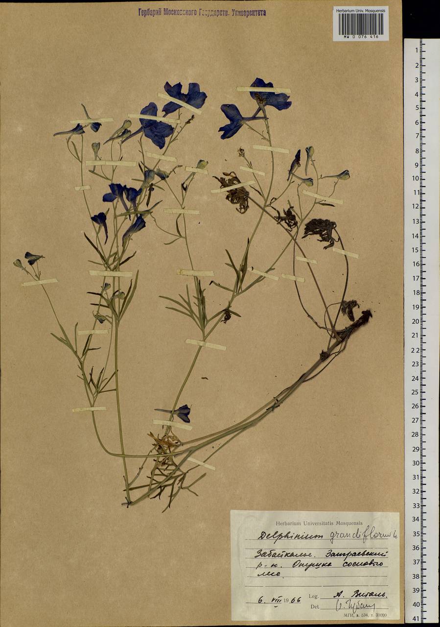 Delphinium grandiflorum L., Siberia, Baikal & Transbaikal region (S4) (Russia)