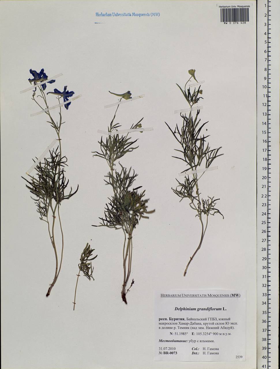 Delphinium grandiflorum L., Siberia, Baikal & Transbaikal region (S4) (Russia)