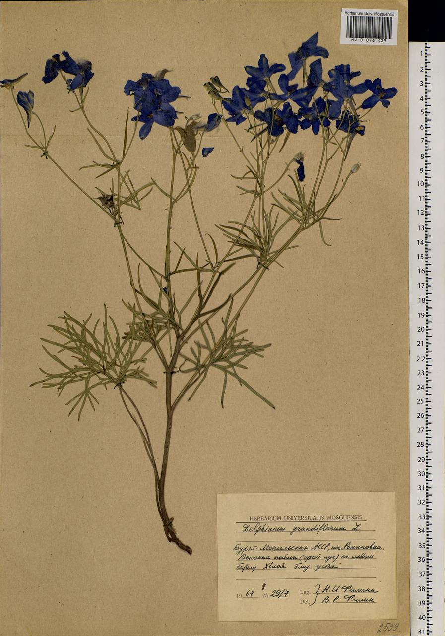 Delphinium grandiflorum L., Siberia, Baikal & Transbaikal region (S4) (Russia)