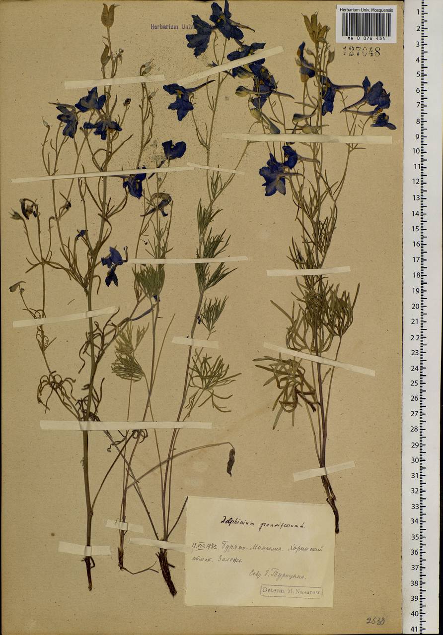 Delphinium grandiflorum L., Siberia, Baikal & Transbaikal region (S4) (Russia)