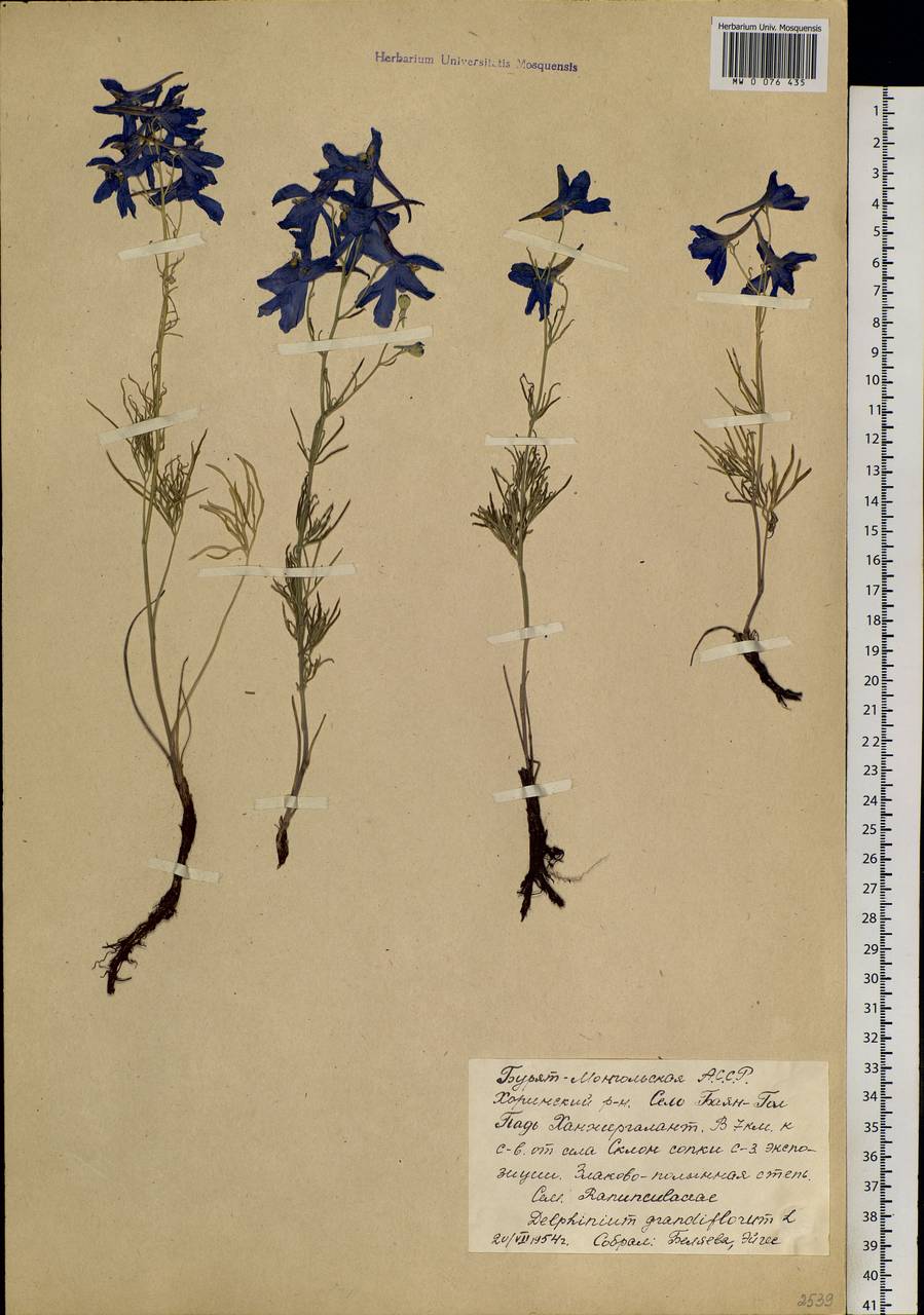 Delphinium grandiflorum L., Siberia, Baikal & Transbaikal region (S4) (Russia)