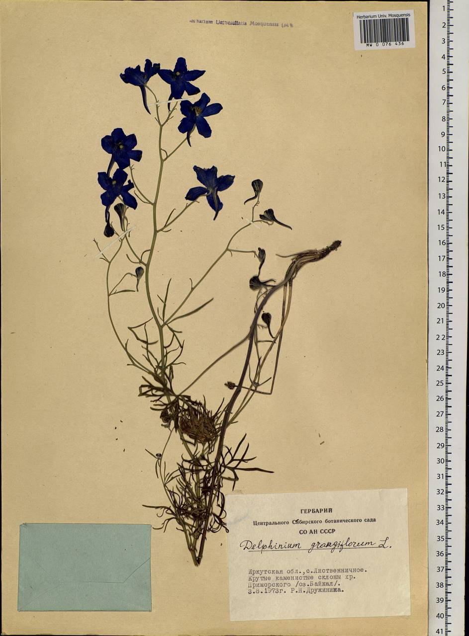 Delphinium grandiflorum L., Siberia, Baikal & Transbaikal region (S4) (Russia)