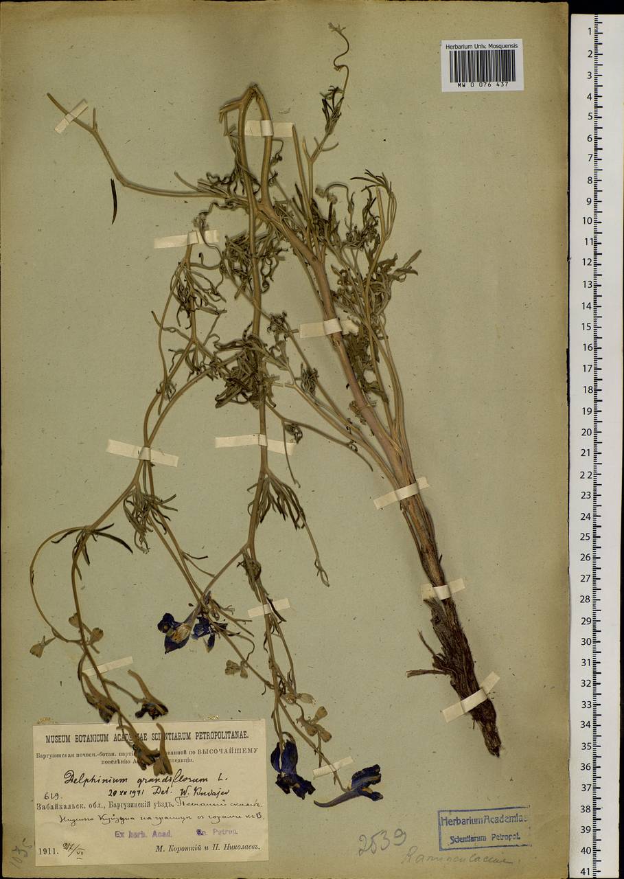 Delphinium grandiflorum L., Siberia, Baikal & Transbaikal region (S4) (Russia)