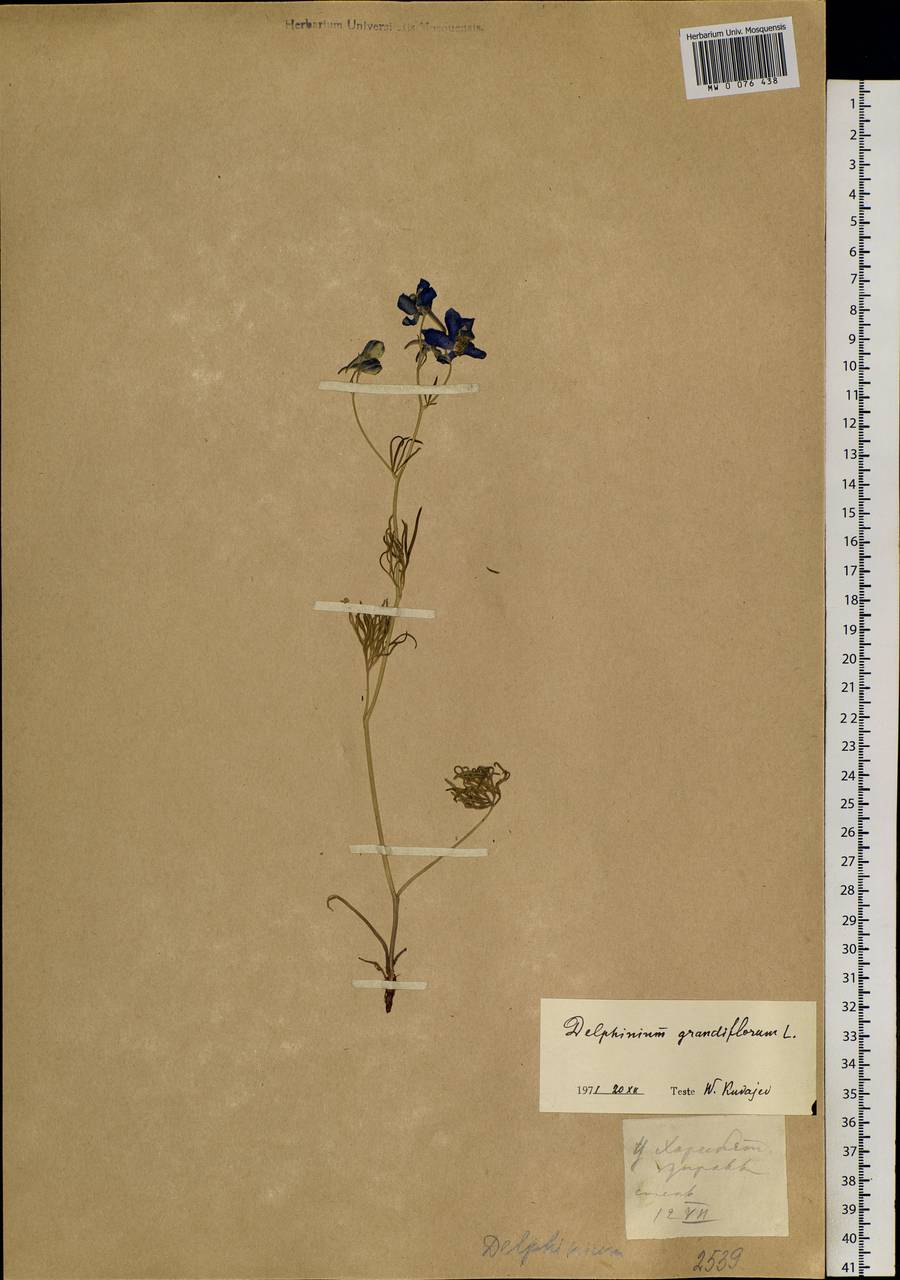 Delphinium grandiflorum L., Siberia, Baikal & Transbaikal region (S4) (Russia)