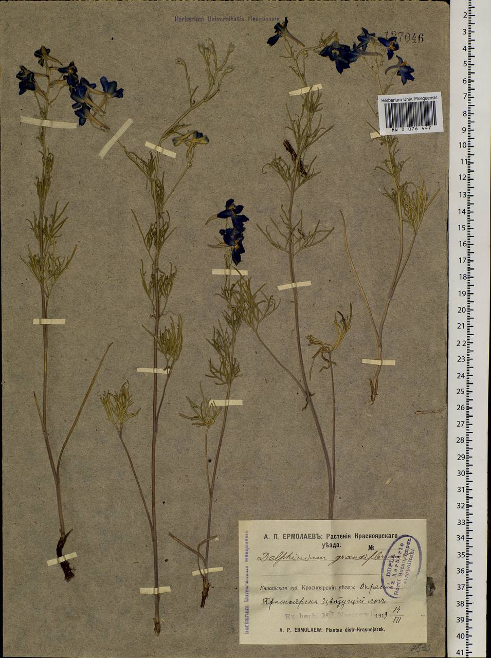 Delphinium grandiflorum L., Siberia, Central Siberia (S3) (Russia)