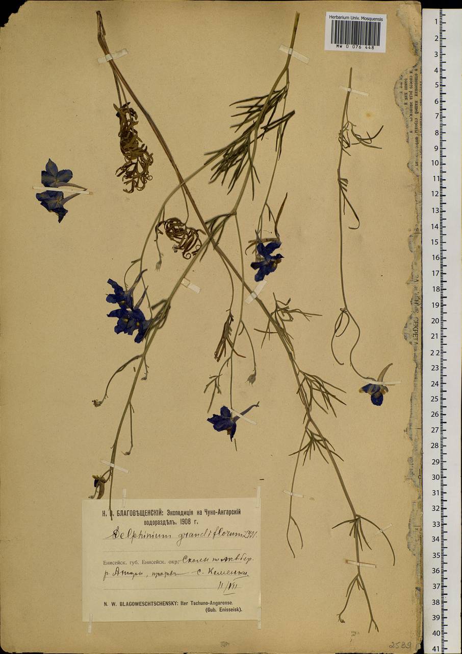 Delphinium grandiflorum L., Siberia, Central Siberia (S3) (Russia)