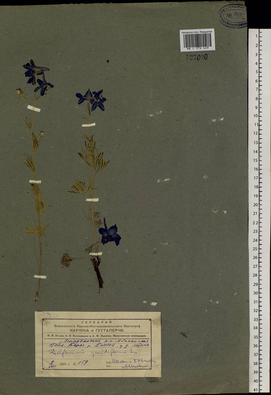 Delphinium grandiflorum L., Siberia, Altai & Sayany Mountains (S2) (Russia)