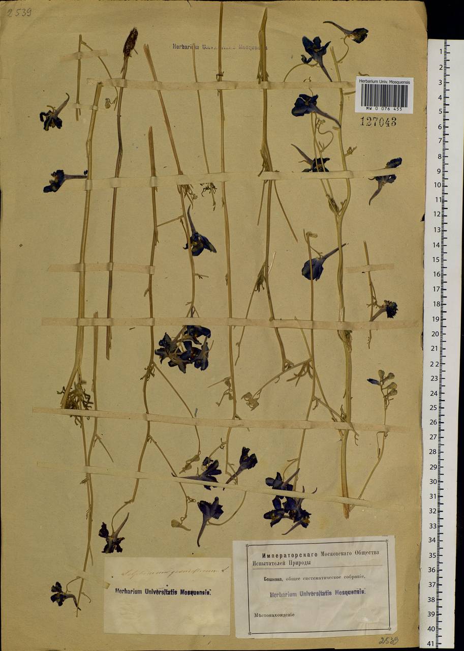 Delphinium grandiflorum L., Siberia, Altai & Sayany Mountains (S2) (Russia)